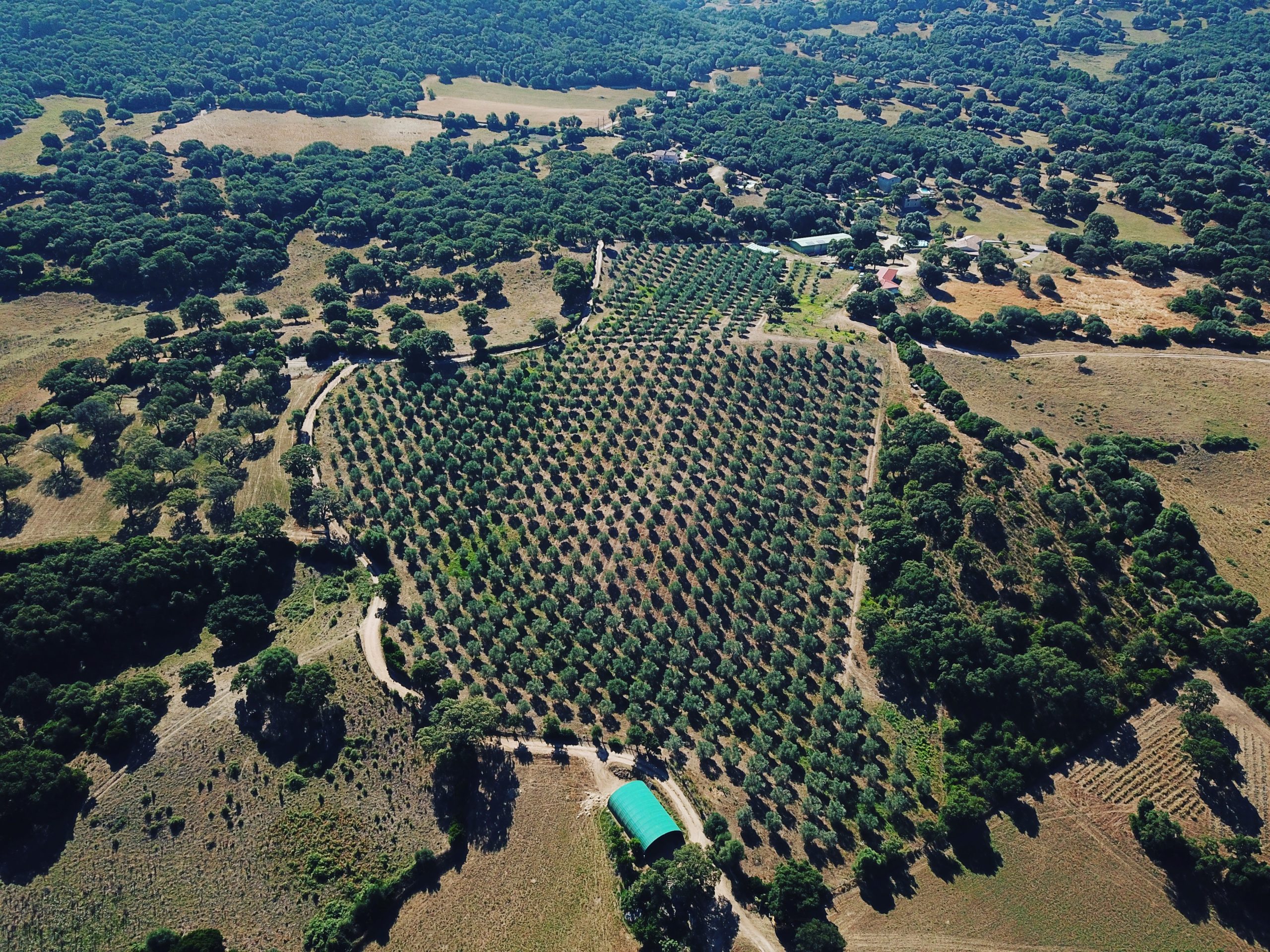 Oliveraie vue du ciel