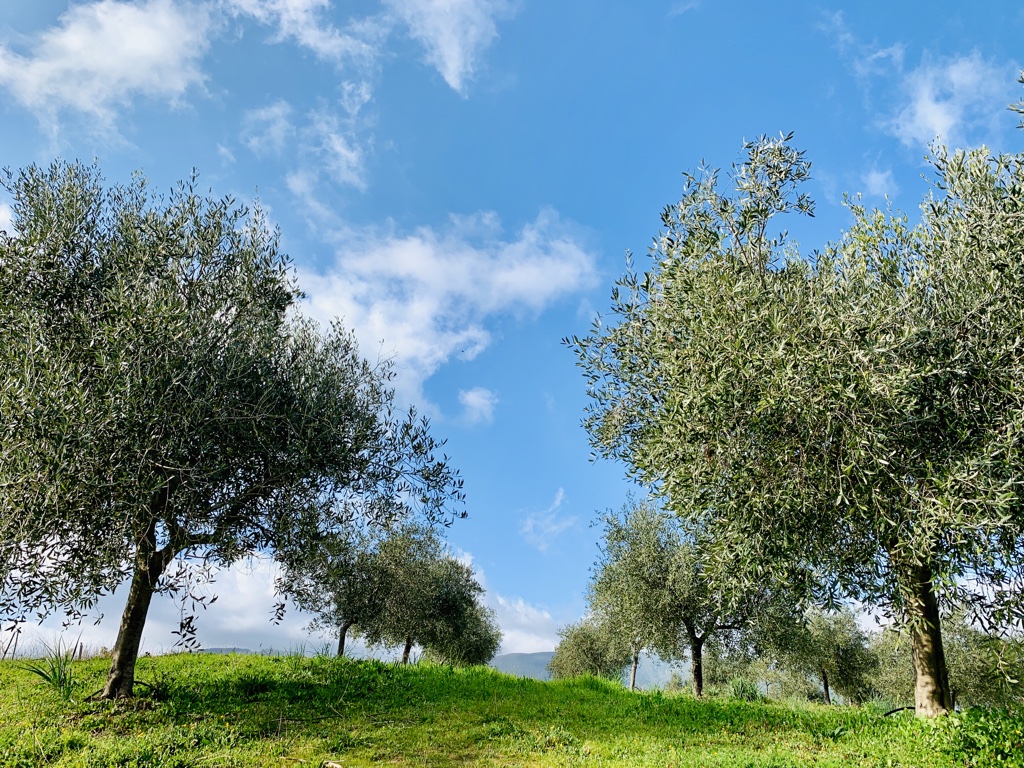 olive grove